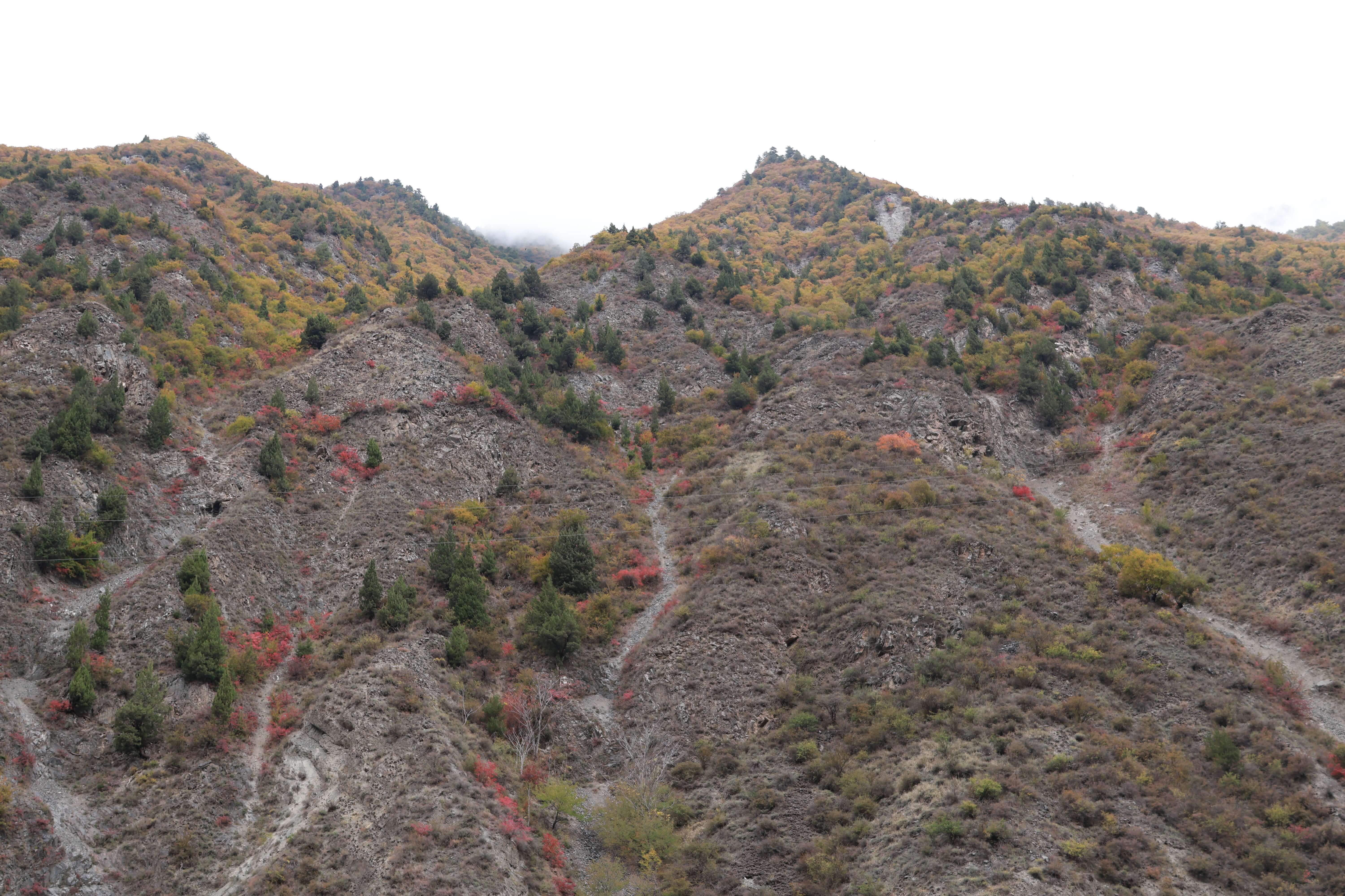 理小路山色